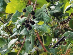 Rubus ulmifolius