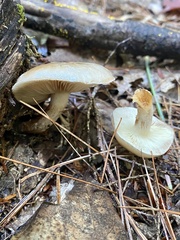 Hygrophorus