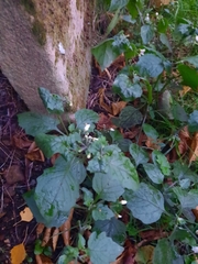 Solanum nigrum
