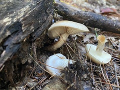 Hygrophorus