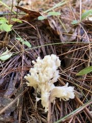 Clavulina coralloides