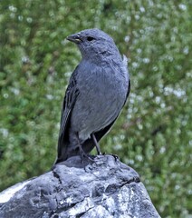 Geospizopsis unicolor