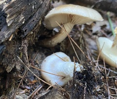 Hygrophorus