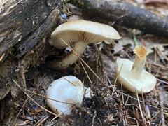 Hygrophorus