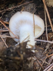 Hygrophorus
