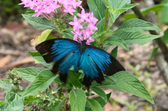 Papilio ulysses