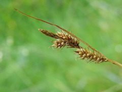 Carex hostiana