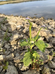 Heliotropium indicum
