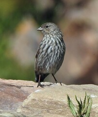 Geospizopsis unicolor