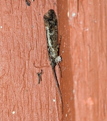 Glyphopsyche irrorata