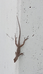 Anolis cristatellus