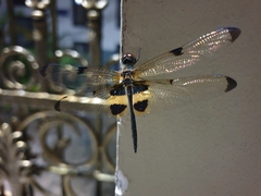 Rhyothemis phyllis