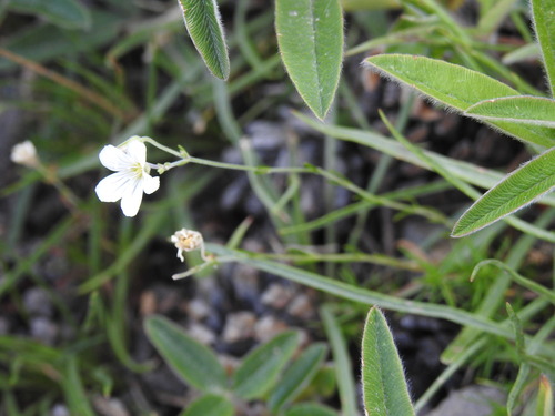 Image of Cherleria laricifolia by (c) Yves Bas, some rights reserved (CC BY)