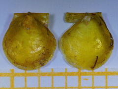 Palliolum incomparabile