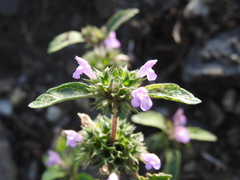 Galeopsis ladanum