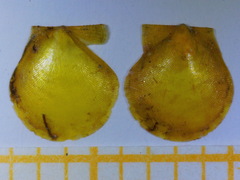 Palliolum incomparabile