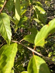 Cephalanthus occidentalis