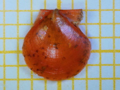 Palliolum incomparabile