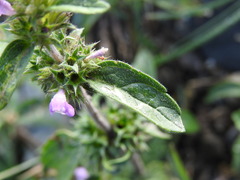 Galeopsis ladanum