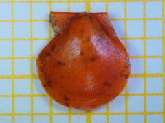 Palliolum incomparabile