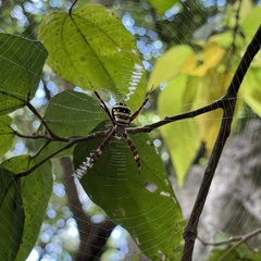 Argiope amoena