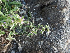 Galeopsis ladanum