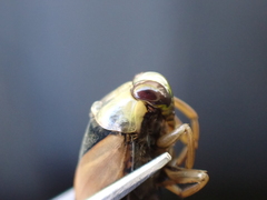 Notonecta meridionalis