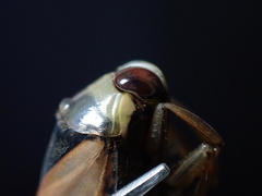 Notonecta meridionalis