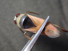 Notonecta meridionalis