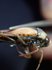 Notonecta meridionalis