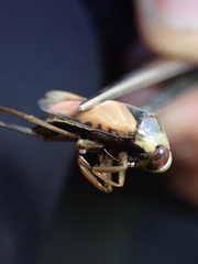 Notonecta meridionalis