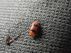 Coccidula scutellata