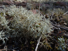 Cladonia rangiformis