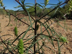 Hebenstretia parviflora