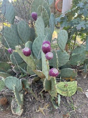 Opuntia tunoidea