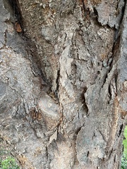 Zelkova