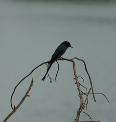 Dicrurus leucophaeus