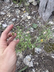Wedelia hispida