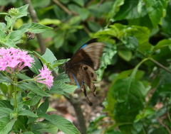 Papilio ulysses