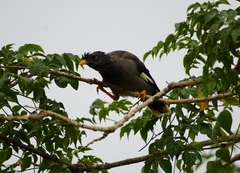 Acridotheres fuscus