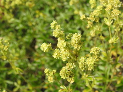 Alchemilla saxatilis