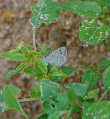 Zizeeria karsandra