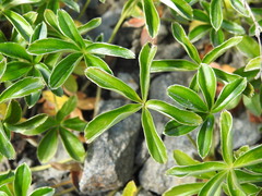 Alchemilla saxatilis