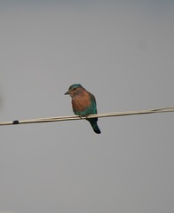 Coracias benghalensis
