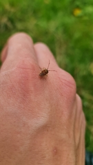 Pantilius tunicatus