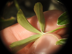 Alchemilla saxatilis