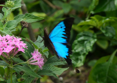 Papilio ulysses