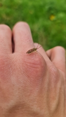 Pantilius tunicatus