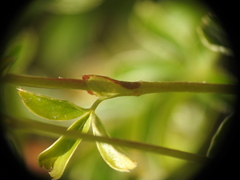 Alchemilla saxatilis