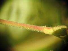 Alchemilla saxatilis